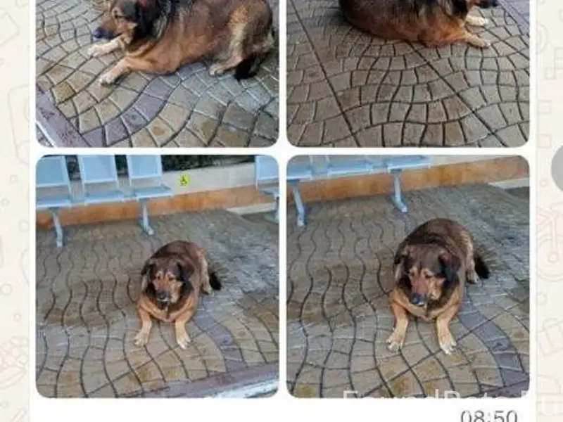 Пропала собака район ул. Фабри...