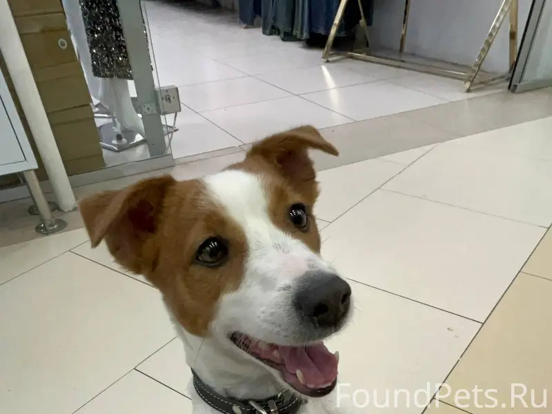 Найдена собака, находится на п...