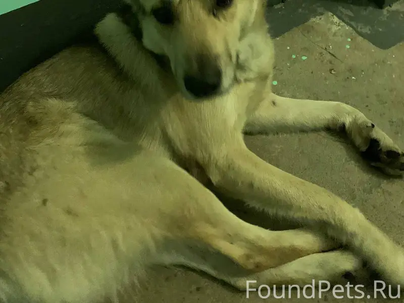 Мурманск. Кто потерял? https:/...