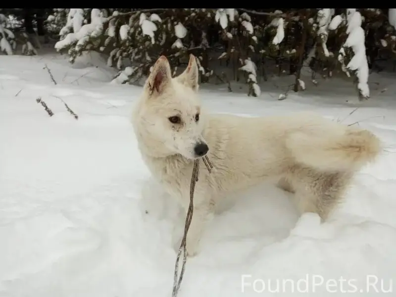 Срочно! Репост. Потерялась соб...