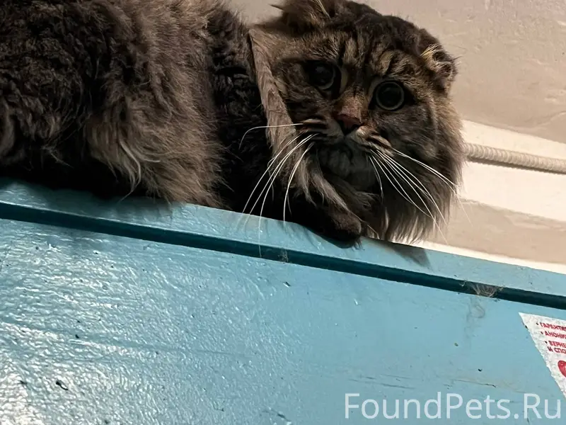 Чей котик потерялся ? который ...