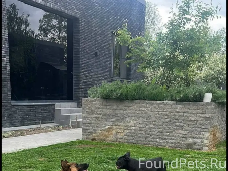 #розыск ПОМОГИТЕ НАЙТИ! Волото...