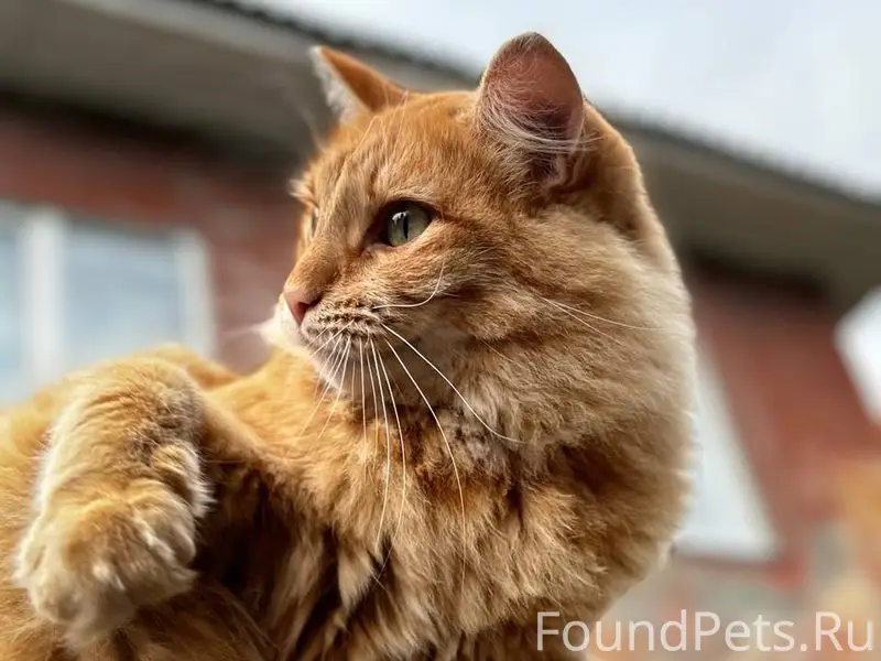 ПРОПАЛ КОТ! ЛЮБАЯ ИНФОРМАЦИЯ ж...