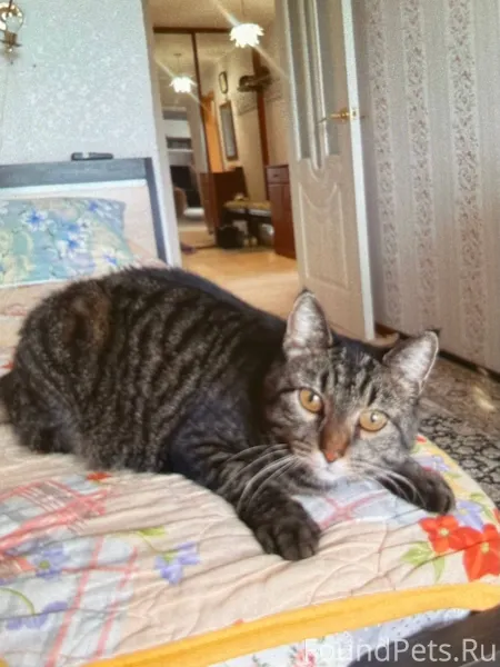 Пропала кошка Буся в районе Кр...