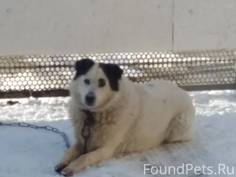 Пропала собака в районе улицы ...