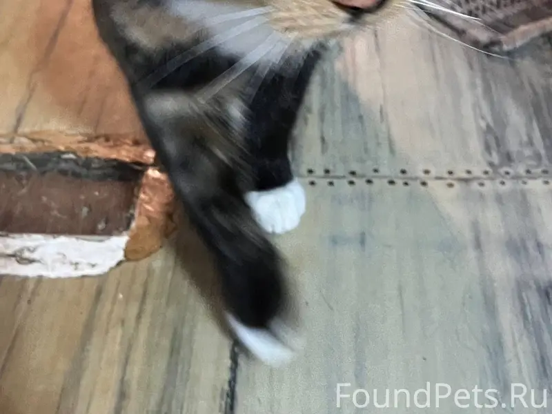 В сарай на ул. Южная прибилась...