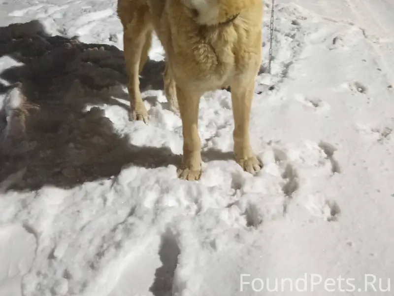 Чья собака убежала вся худая и...