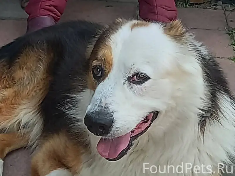 Пропала собака.Сегодня от Храм...