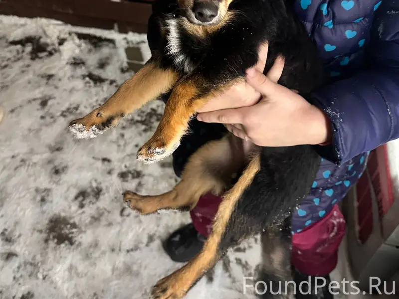 Бегает щенок возле автостанции...