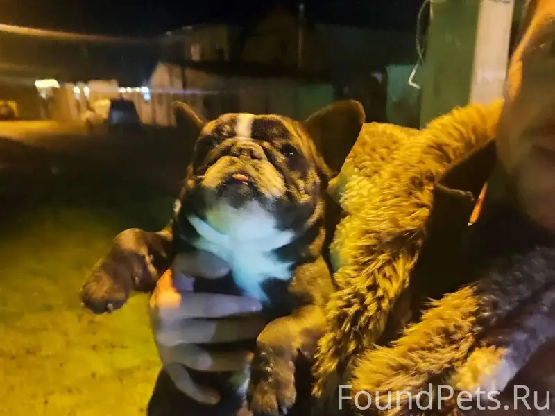 Найдена собака, Александровско...