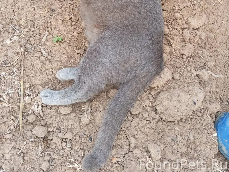 Пропал кот, откликается на Яри...