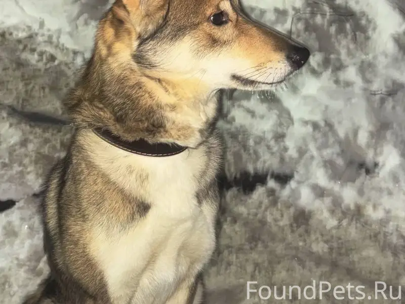 Найдена собака СУХАРЕВО