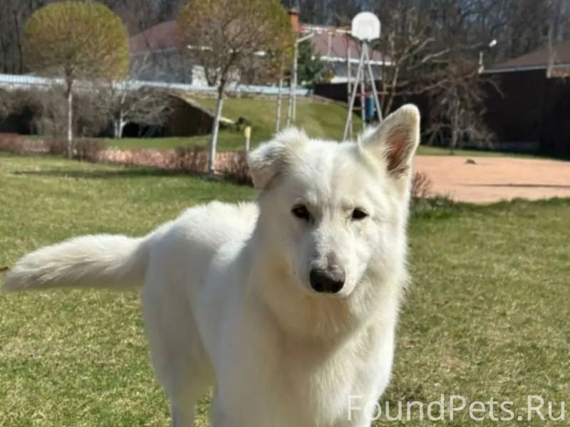 Потерялся пес:белая швейцарска...