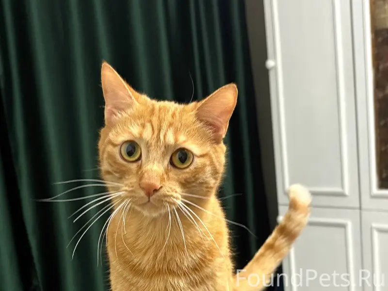 ❗️МКР. ПЕРВОМАЙСКИЙ ПРОПАЛ КОТ...