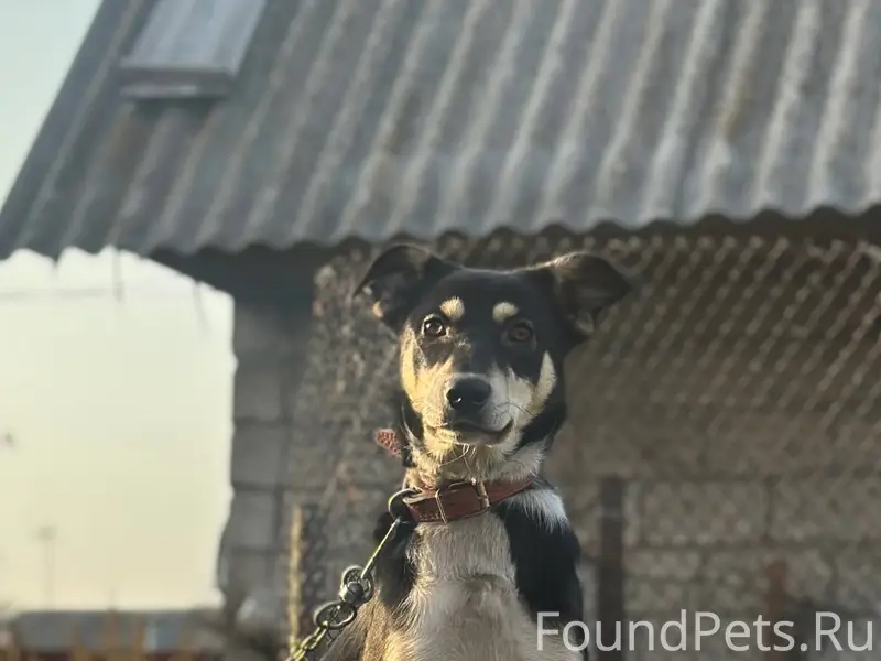 Здравствуйте, в районе ППЗ «Ар...