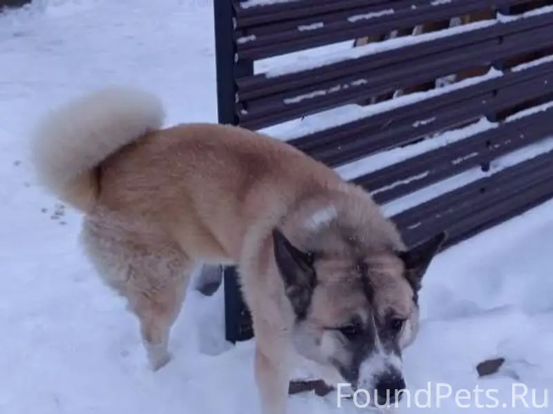 Гатчина и ЛО!!! ПОТЕРЯЛАСЬ СОБ...