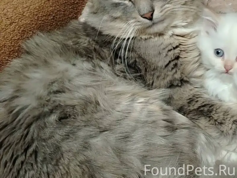 Пропал кот, в обед 07.01...