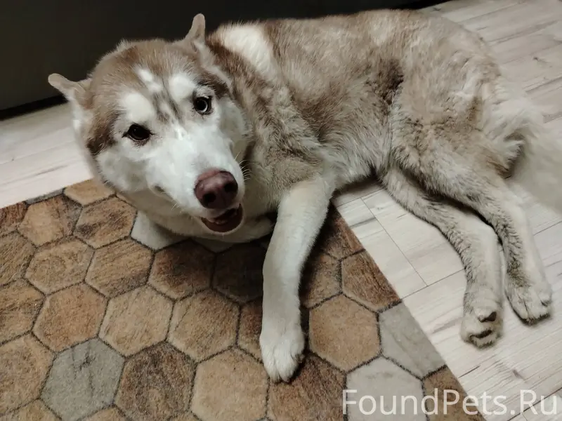 Найдена собака! Хаски с разным...