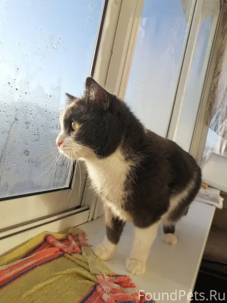 НАЙДЕН КОТ. По улице Карла Мар...