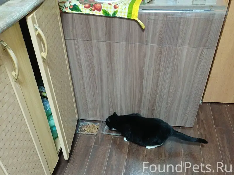 Друзья ! Кто потерял кошку !? ...