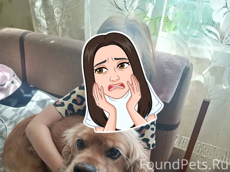 Потерялась собака по кличке Ар...