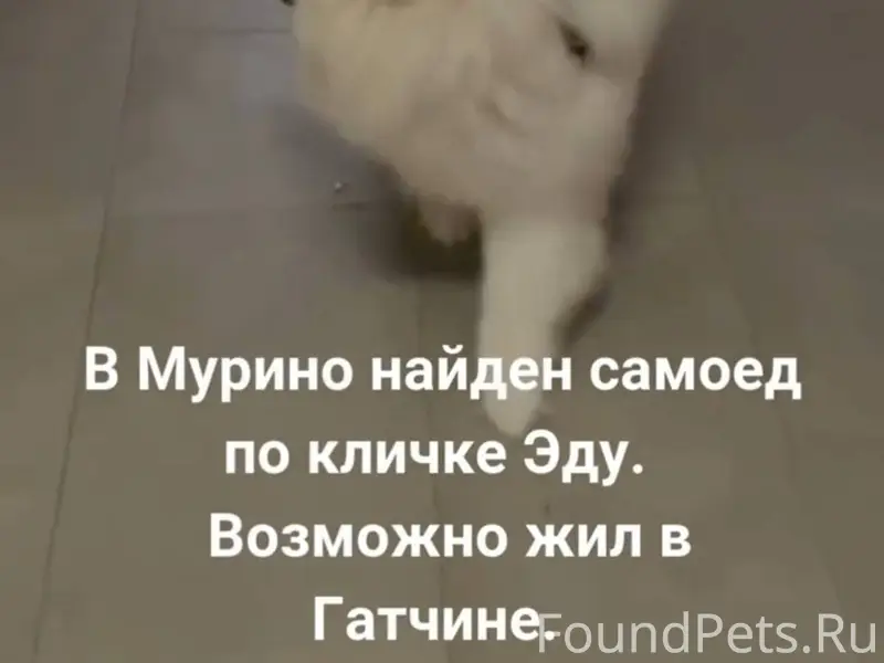 В Мурино 5 января найден самое...