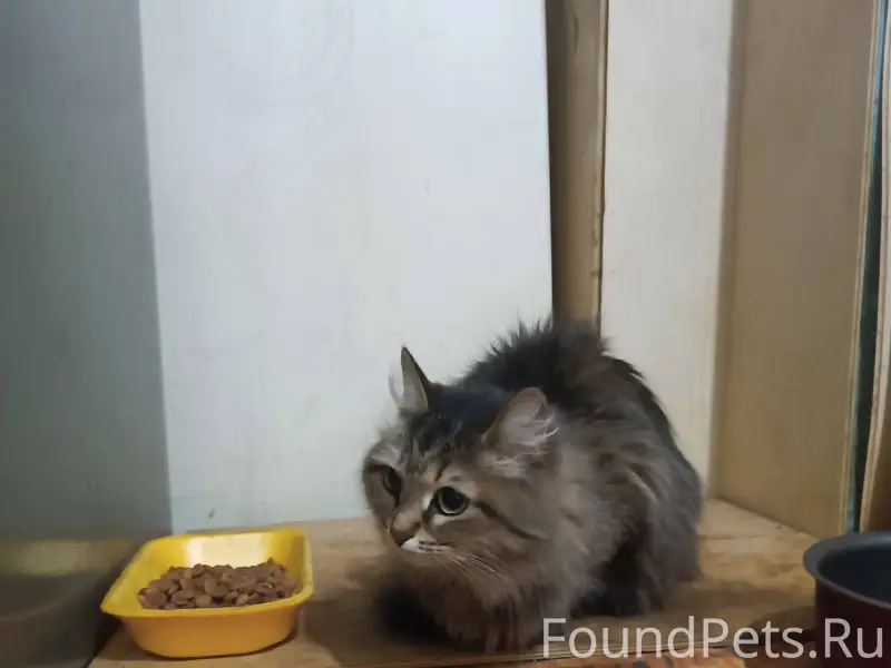 #НайденаКошка@poterashkamag На...