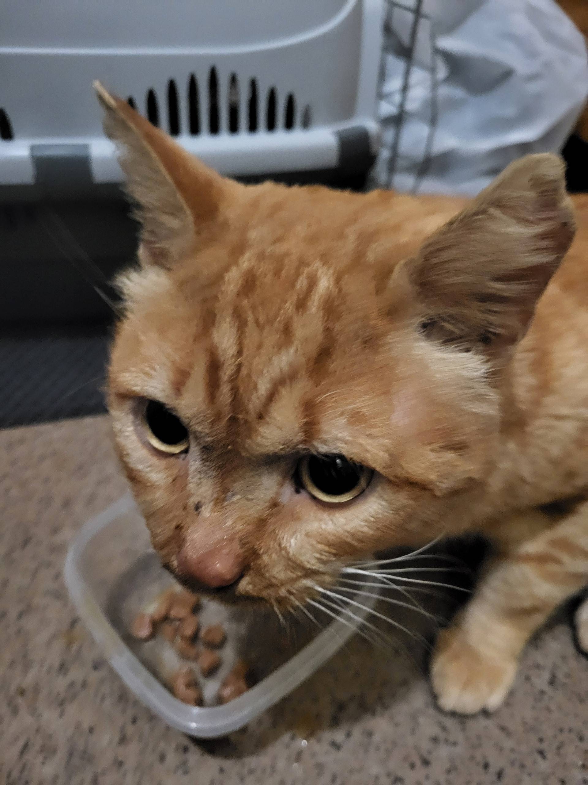 ПОМОГАЕМ ИНФОРМАЦИОННО 🐈 ⚠️Пот...