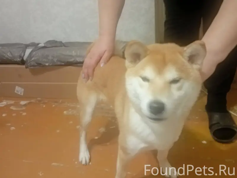 Найдена собака Акита Ино прось...