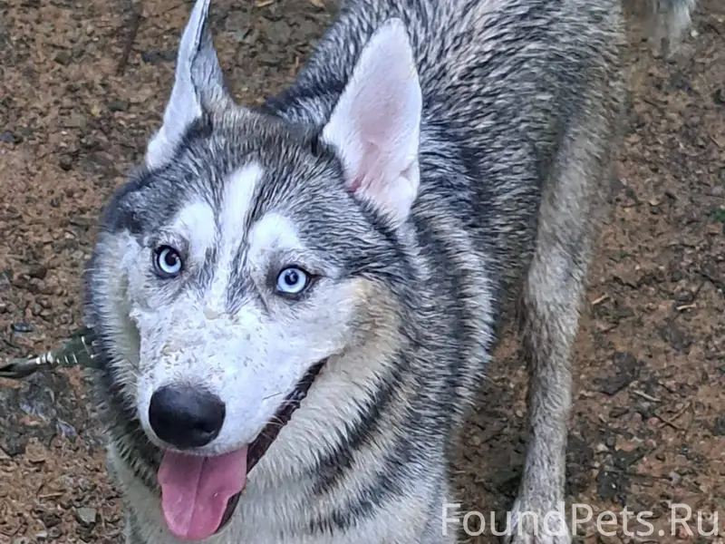 06.01.2026 Пропал хаски