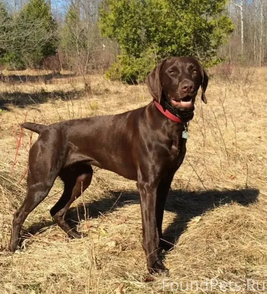 ‼️ПОМОГИТЕ НАЙТИ СОБАКУ‼️ ✨Все...