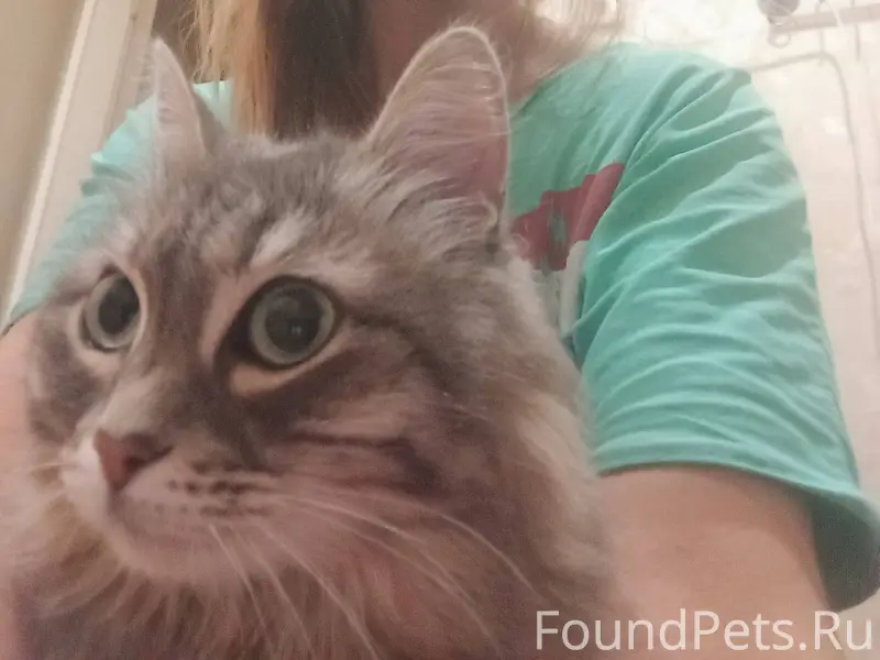 Потерялась любимая кошка Муся,...