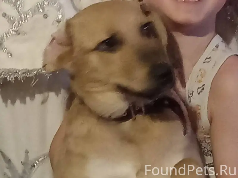 Всем привет! Потерялась собака...