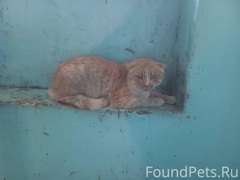 Найден кот или кошка , не изве...