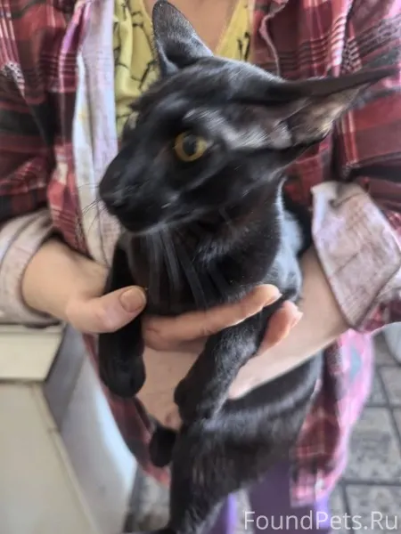 Найден кот породы ориентальная...