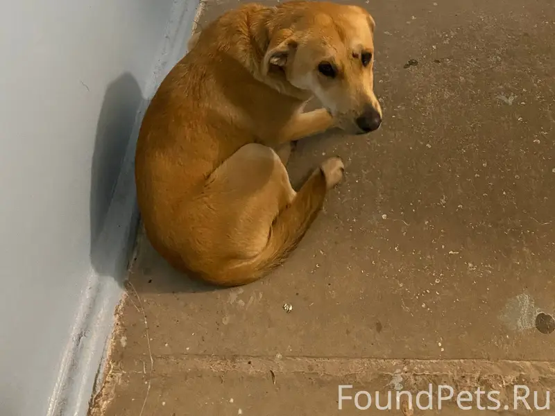 Кто потерял пёсика? В ошейнике...