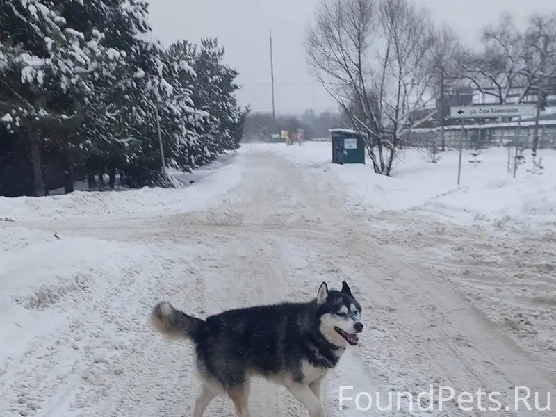 Потерялась собака, шла с ул Ми...