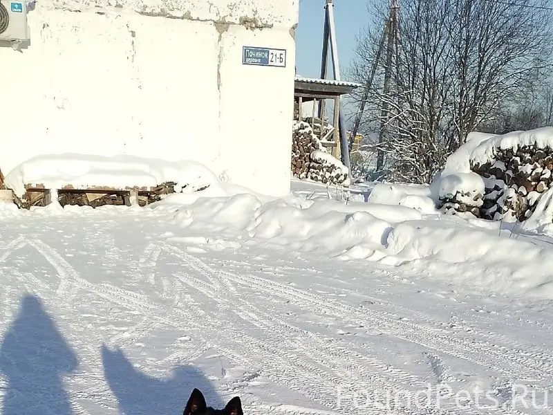 Чей пес потерялся? Сейчас в Ве...