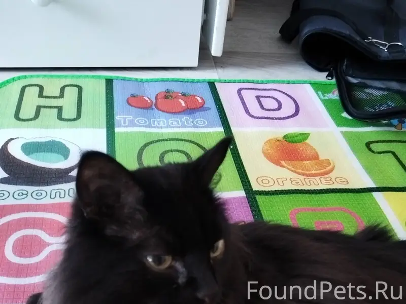 Найдена кошка на победе , ищем...