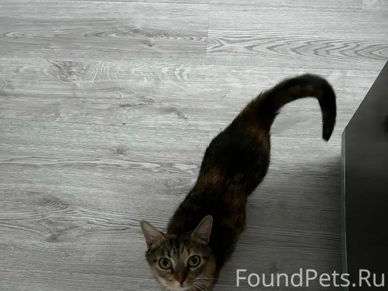 ‼СРОЧНО‼ Найдена кошка на пито...