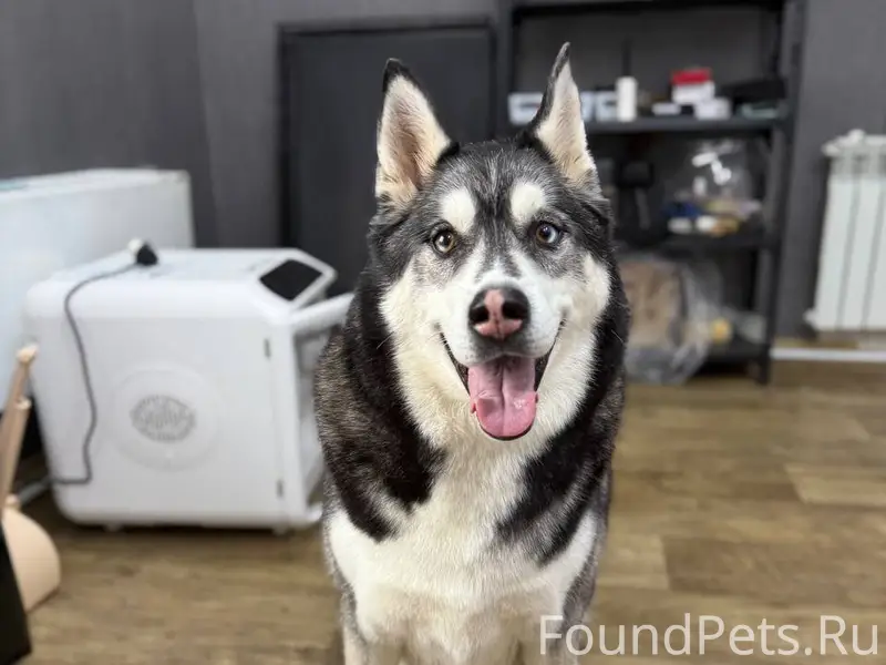 Сбежала собака кличка Дэйман ,...