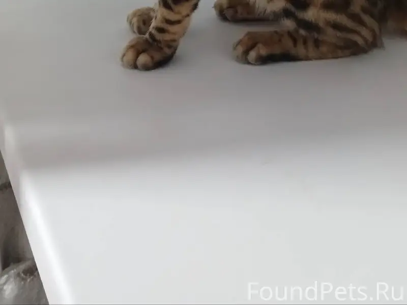 Пропал кот бенгал. Кличка Оскар.