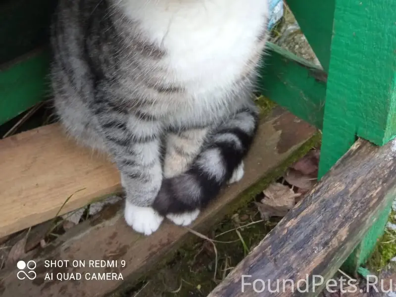 Найден котенок. Кот. Не больше...