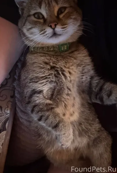 ❗️пропал кот❗️ особые приметы:...