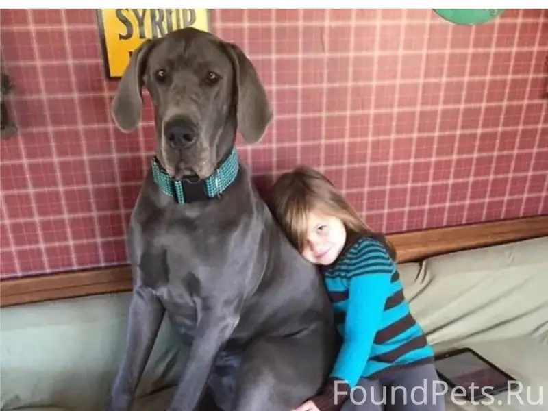 Пропала собака по кличке Сироп...