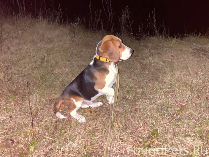 Пропала собака! Пожалуйста, ма...