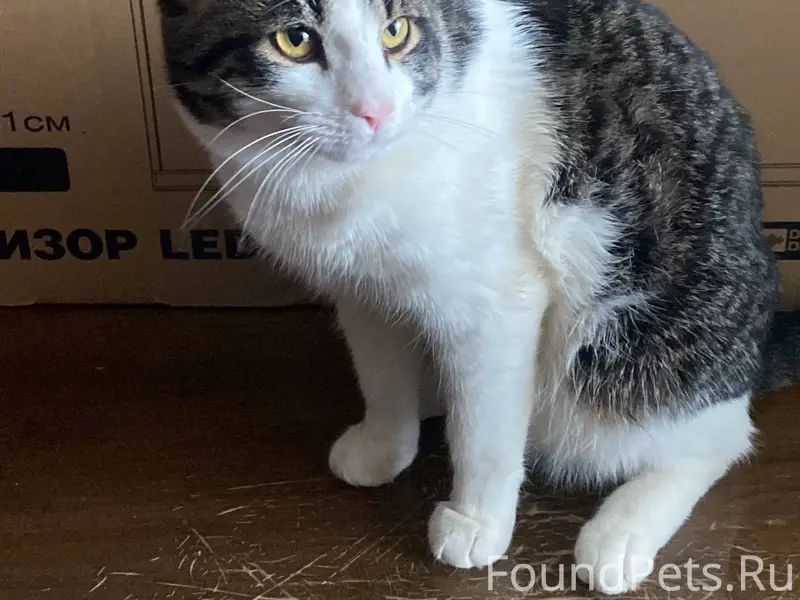 Пропал кот📍📍📍 Не ночевал дома ...