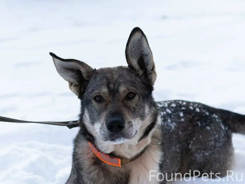 ‼️УБЕЖАЛА СОБАКА Тульская обла...