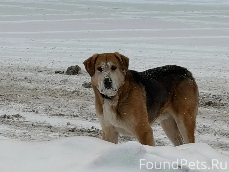 ‼️ВНИМАНИЕ ‼️ Найдена собака Т...