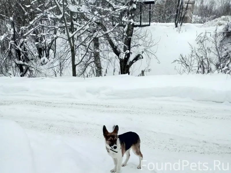 🆘 кто потерял собаку⁉️ Кирова ...